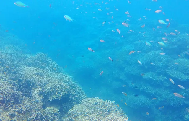 gifu_okinawa_8